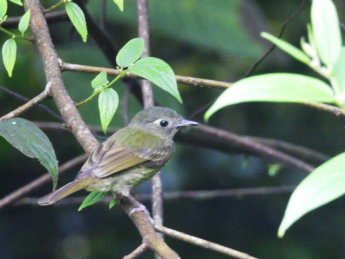 Оливковый тираннчик - ML645812251