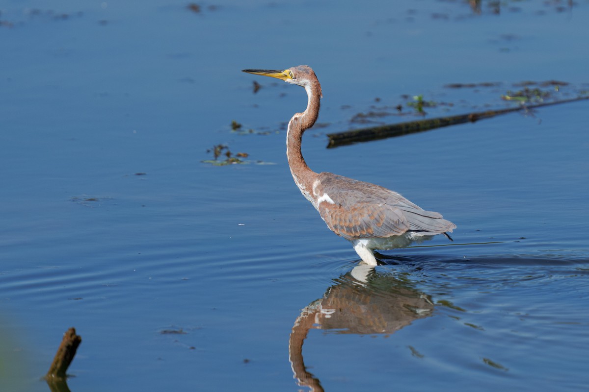 Tricolored Heron - ML645812254