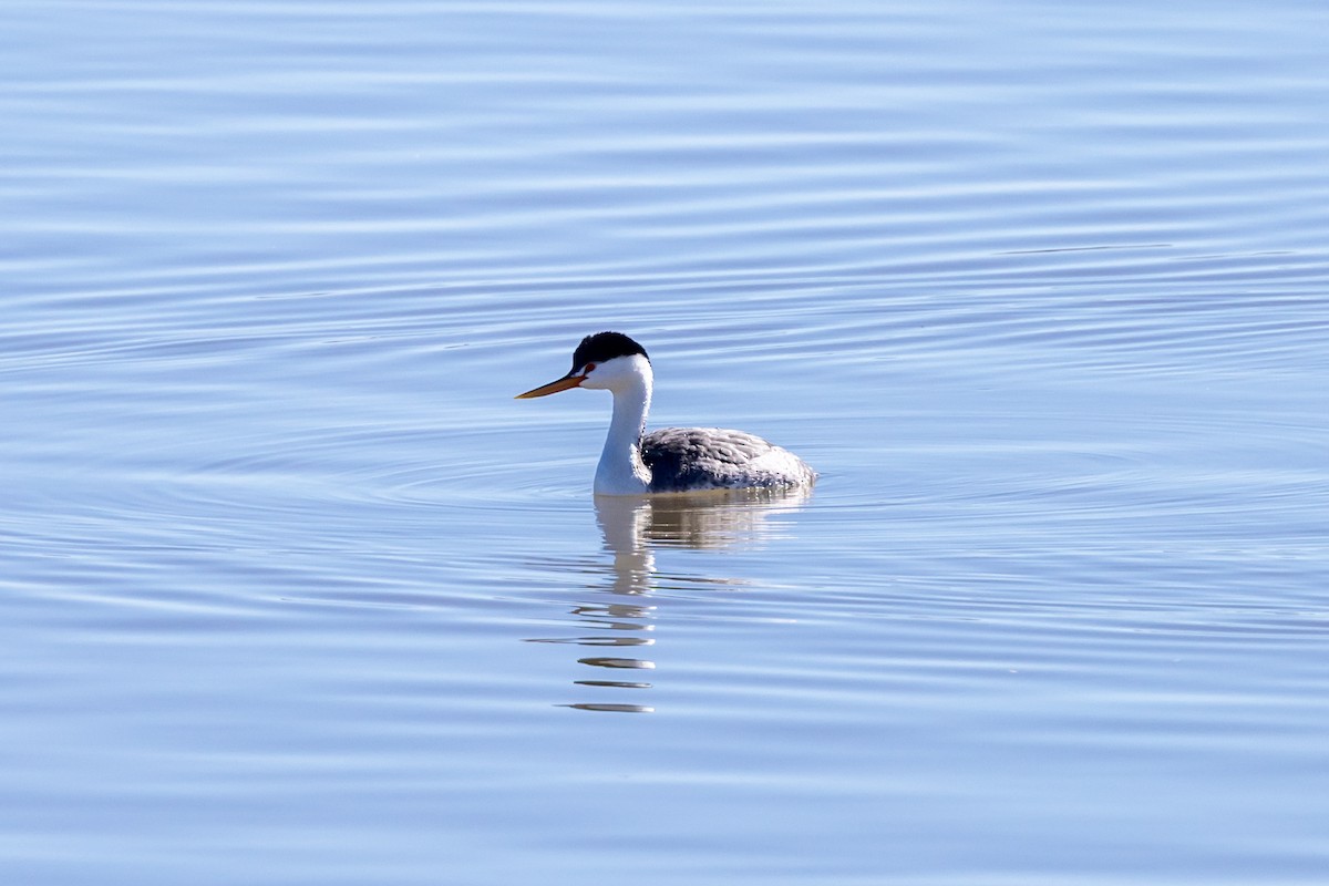Clark's Grebe - ML645812259