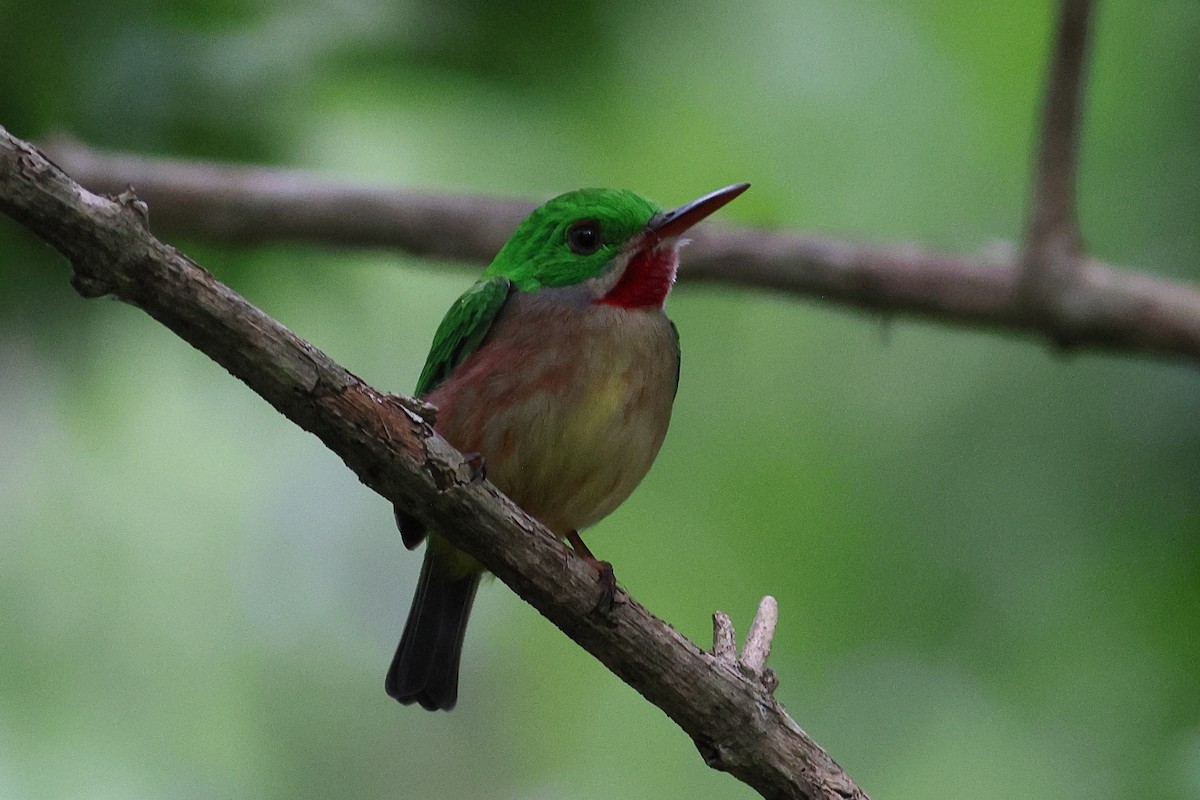 Broad-billed Tody - ML645812264