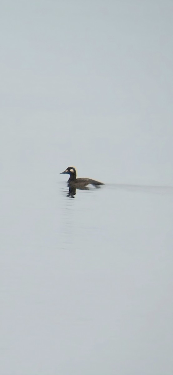 White-winged Scoter - ML645812265