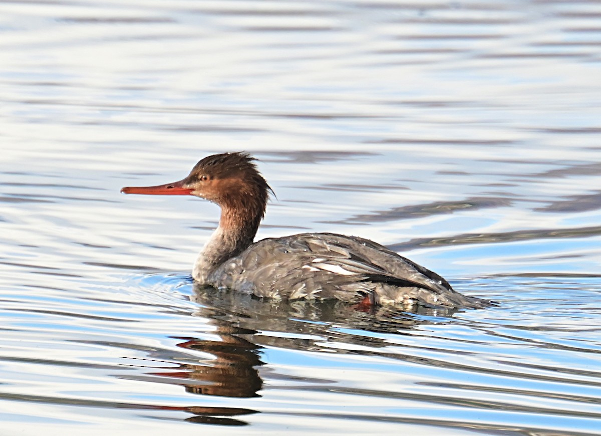 Red-breasted Merganser - ML645812266