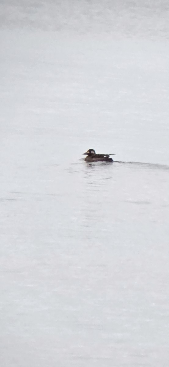 White-winged Scoter - ML645812267