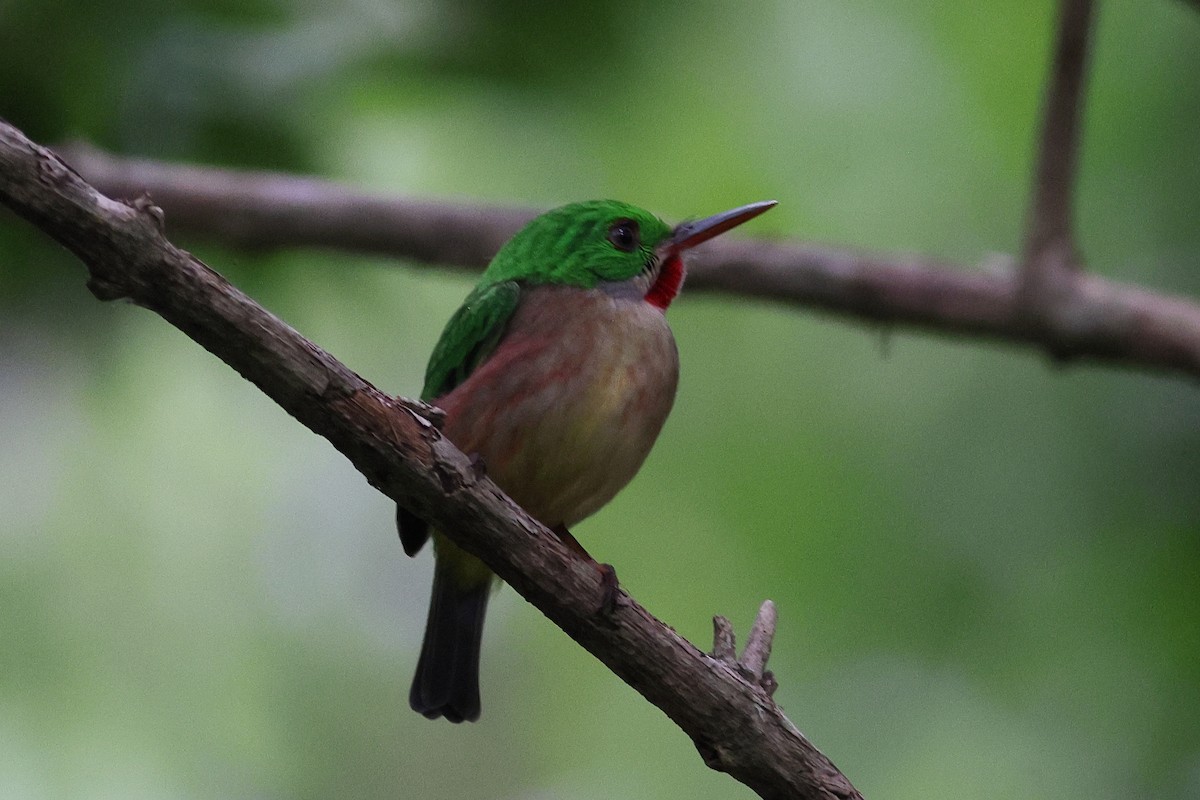 Broad-billed Tody - ML645812268