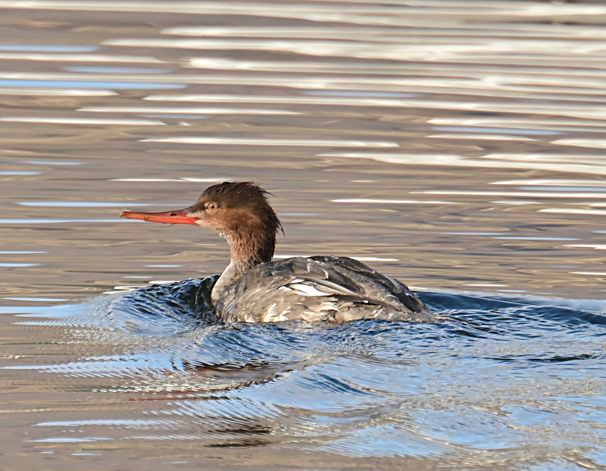 Red-breasted Merganser - ML645812269