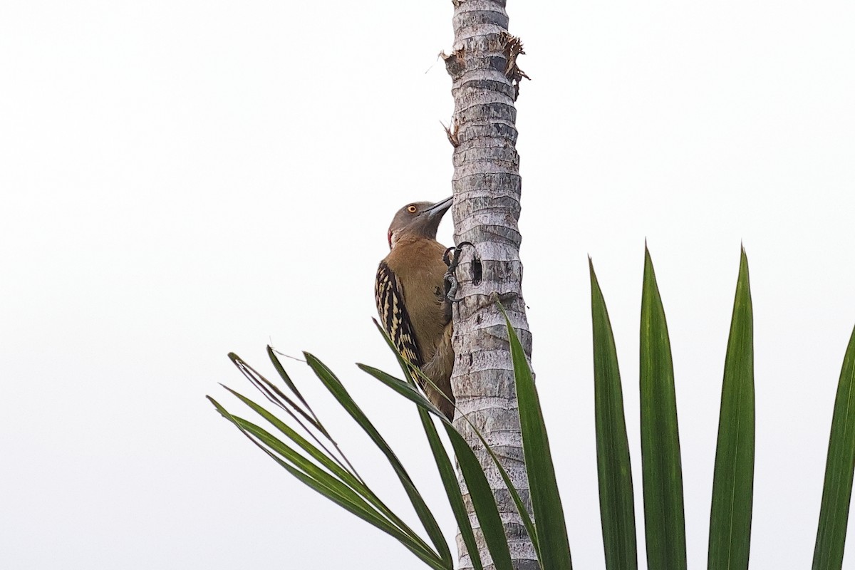 Hispaniolan Woodpecker - ML645812274