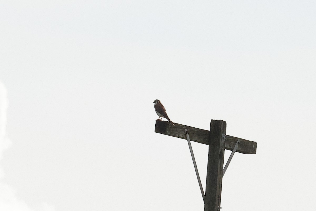 American Kestrel - ML645812277