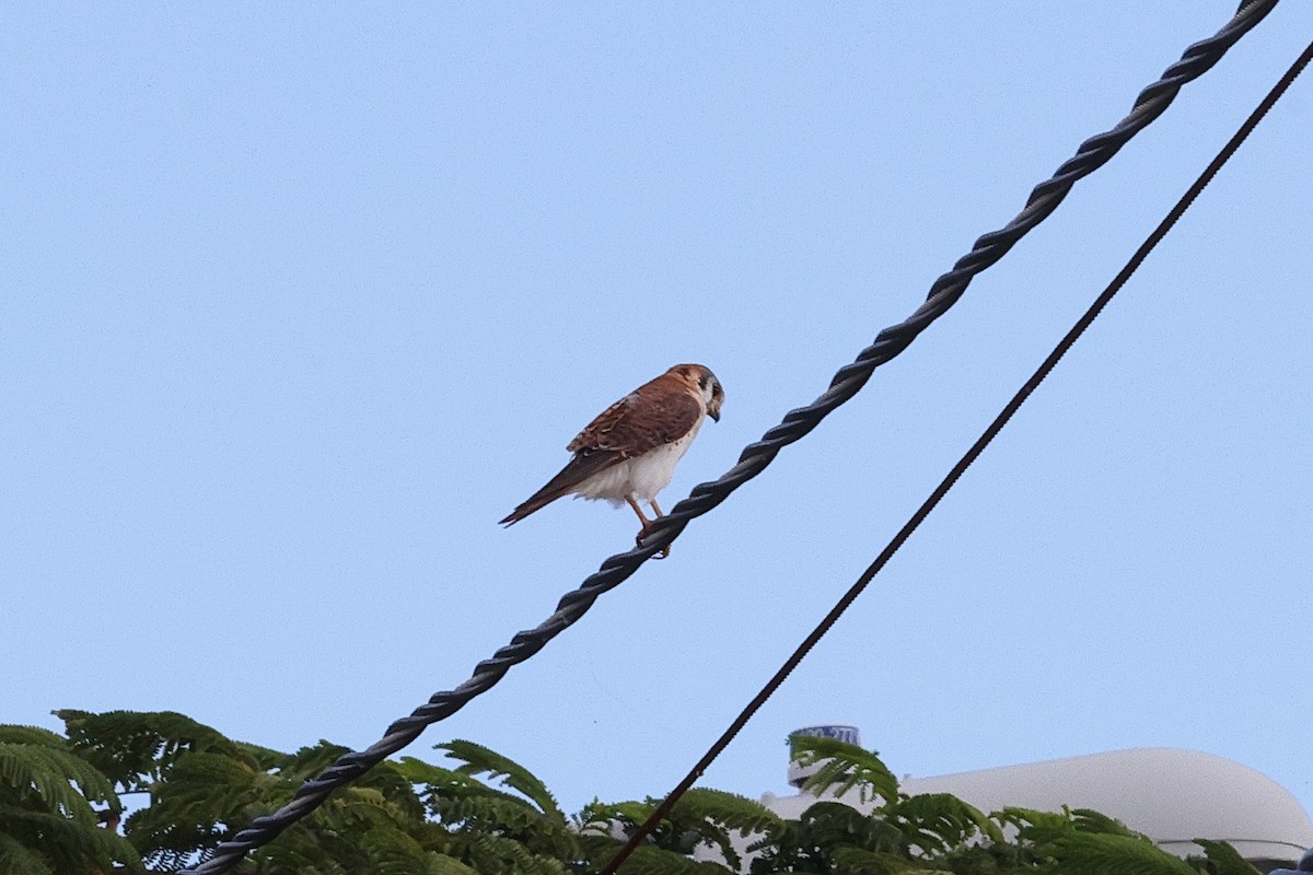 American Kestrel - ML645812278