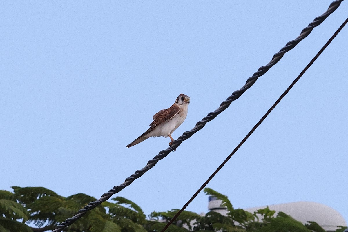 American Kestrel - ML645812279