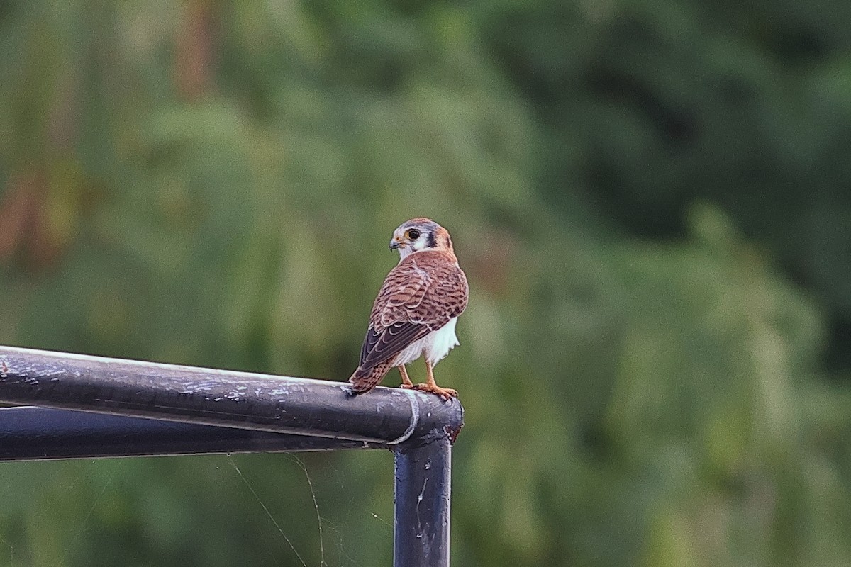 American Kestrel - ML645812280