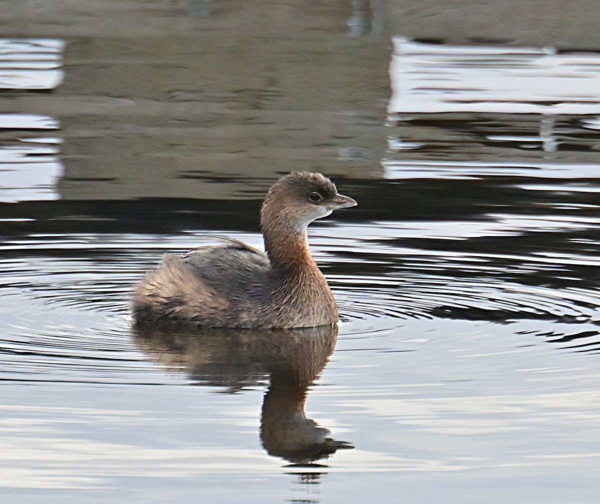 Pied-billed Grebe - ML645812281