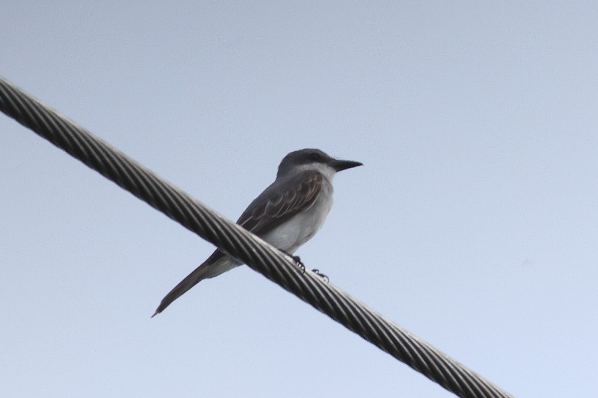 Gray Kingbird - ML645812288