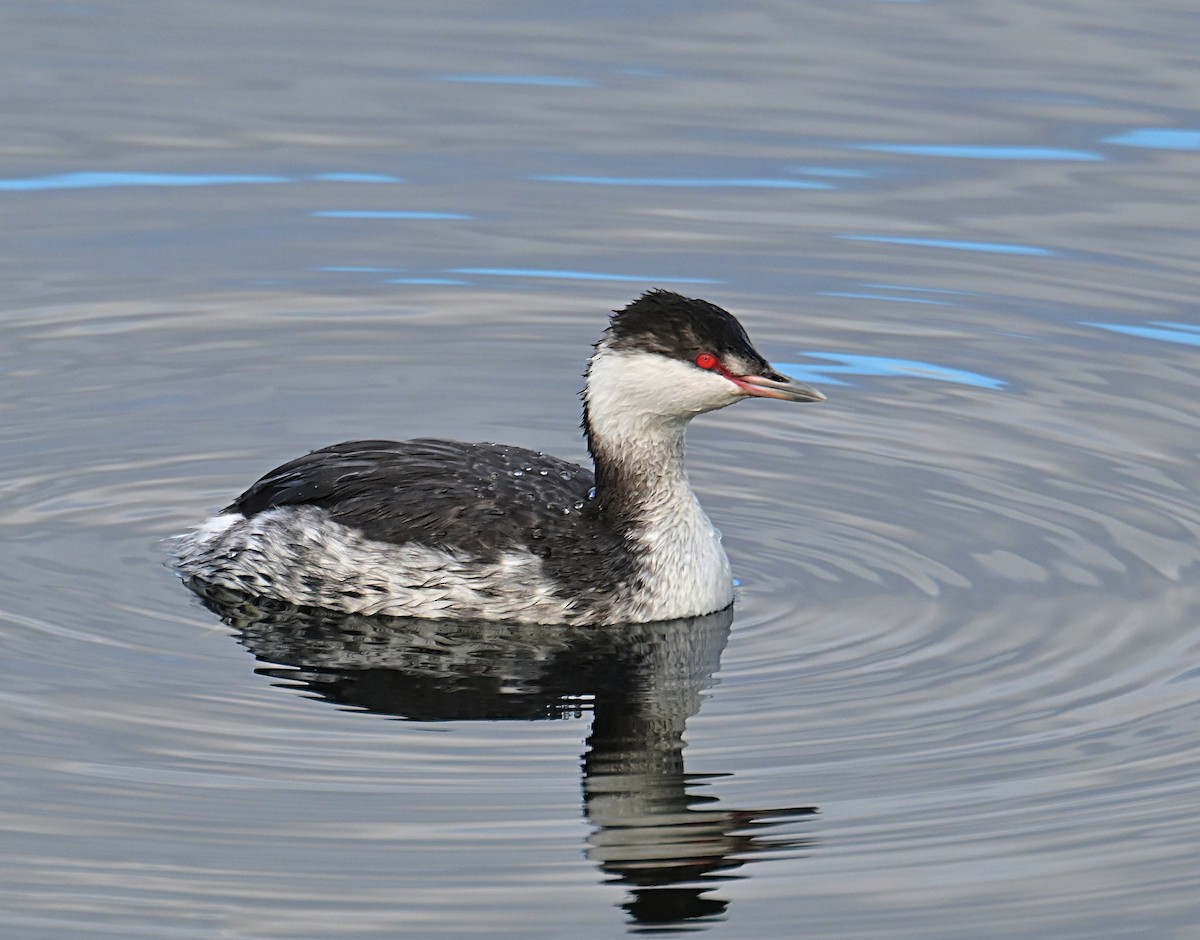Horned Grebe - ML645812289