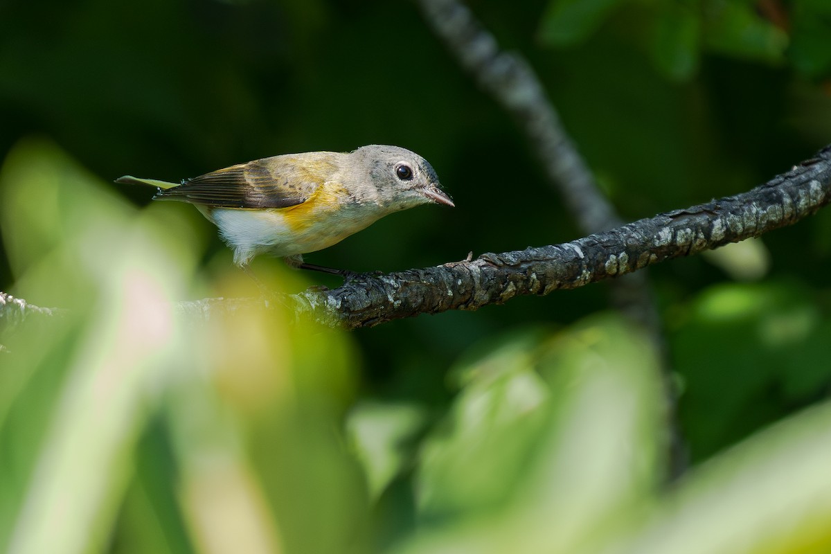 American Redstart - ML645812296
