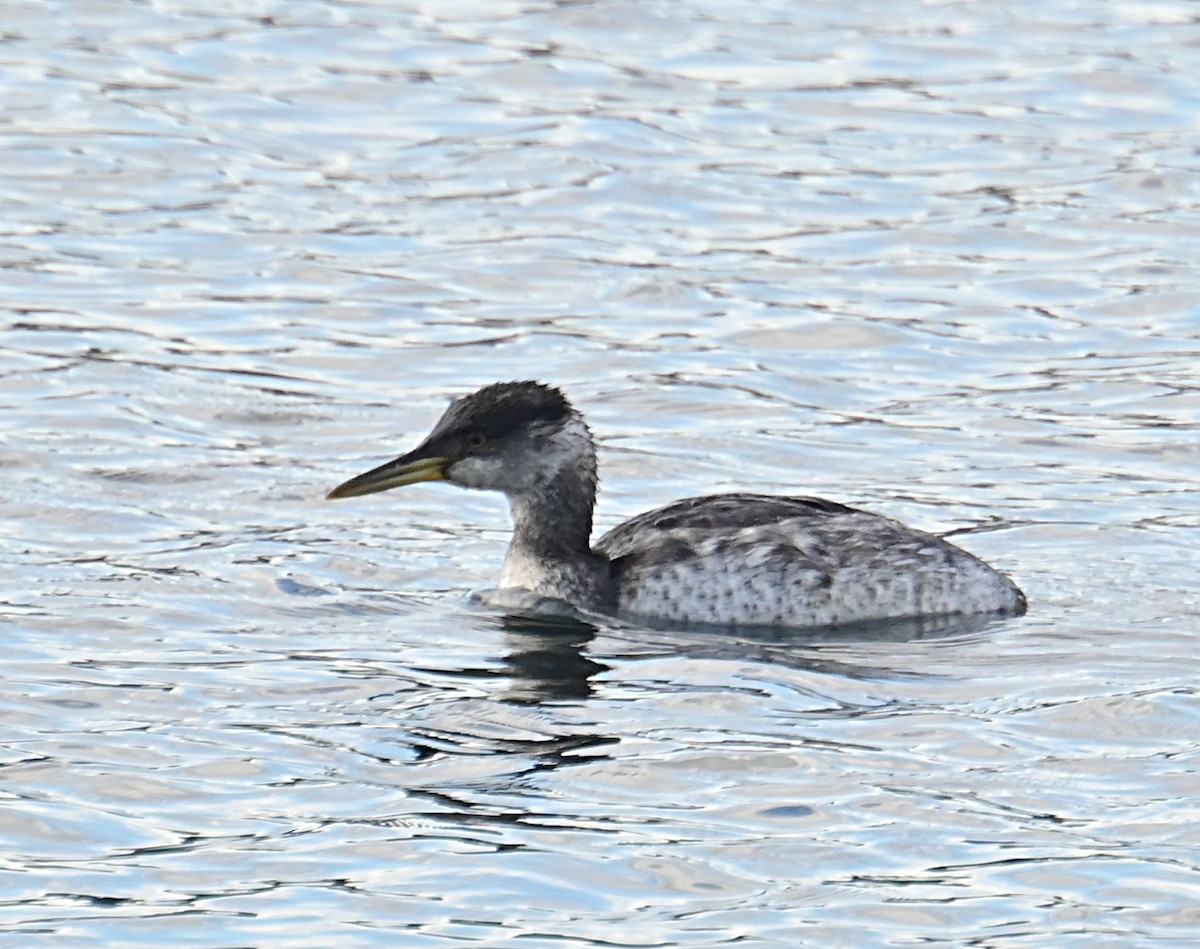 Пірникоза сірощока - ML645812298
