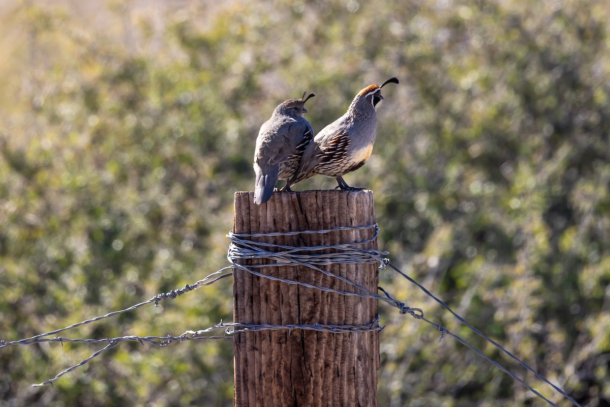 Gambel's Quail - ML645812299