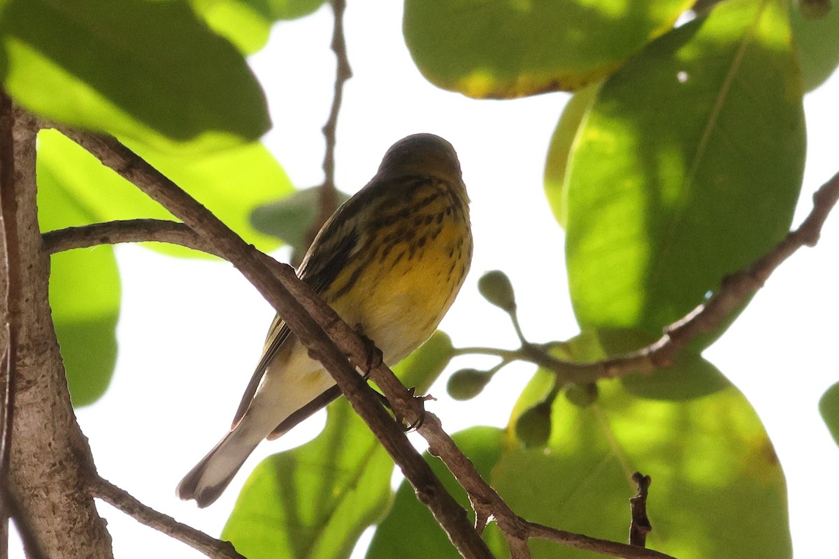 Cape May Warbler - ML645812305