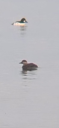 Black Scoter - ML645812312