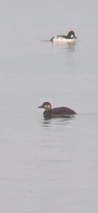 Black Scoter - ML645812313