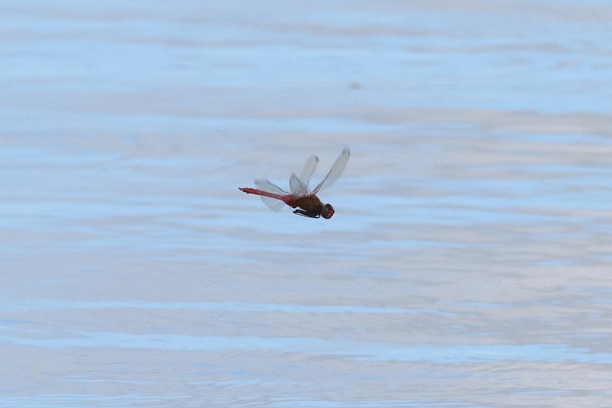 Vermilion Saddlebags - ML645812326