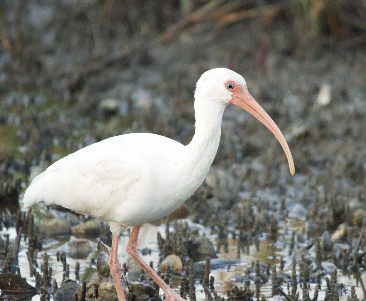 White Ibis - ML645812328
