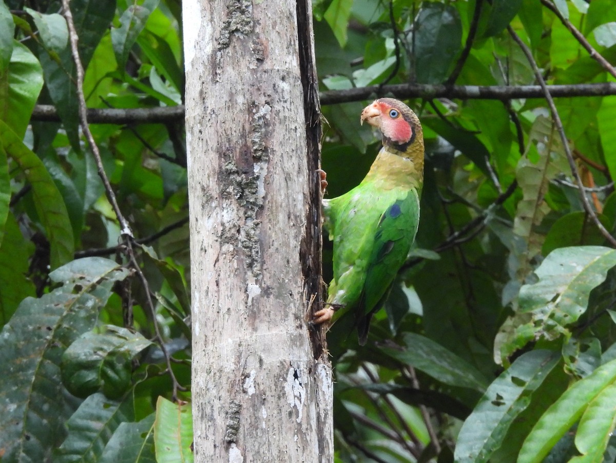 Rose-faced Parrot - ML645812335