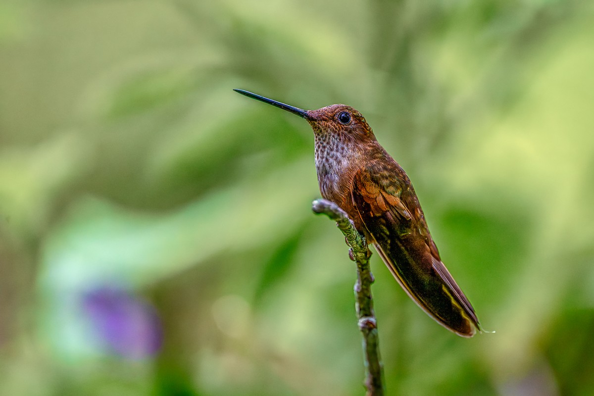 Bronzy Inca - ML645812338