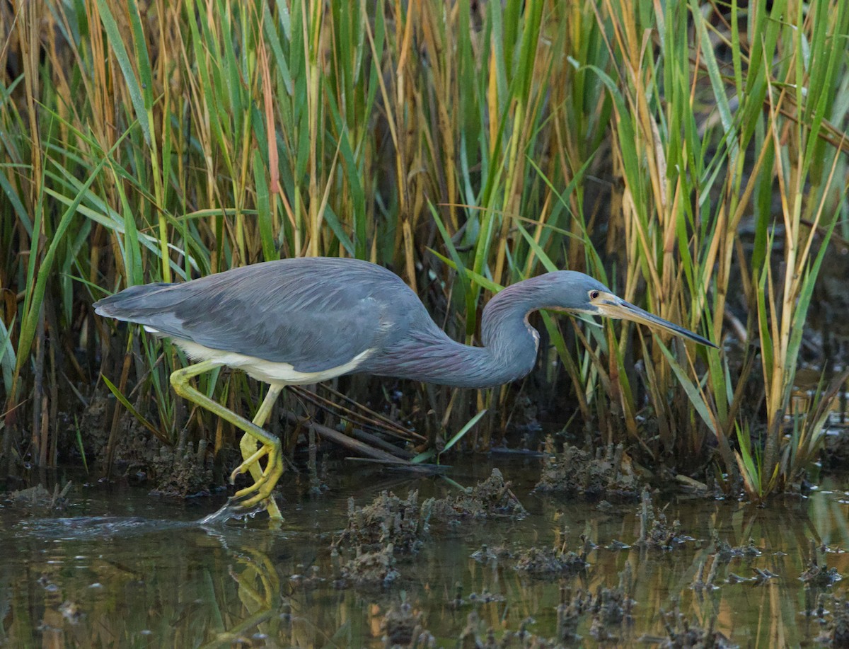 Tricolored Heron - ML645812341