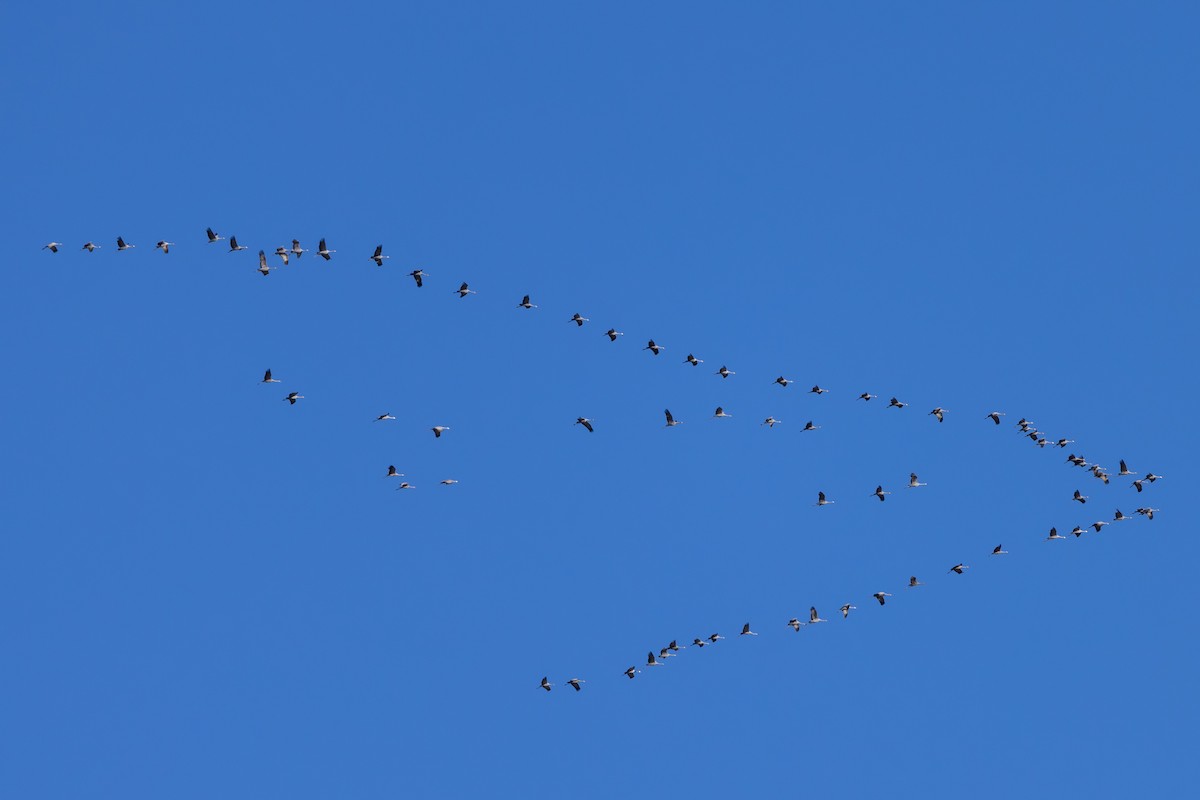 沙丘鶴 - ML645812342