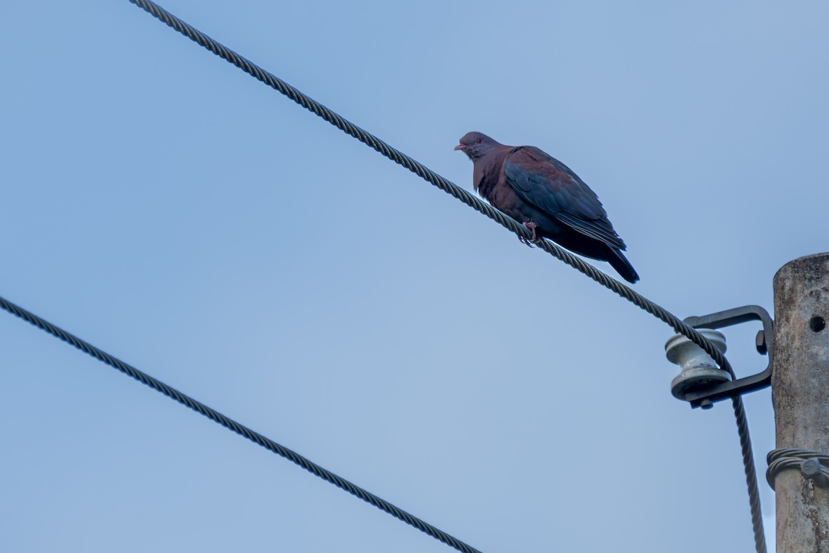 Red-billed Pigeon - ML645812343