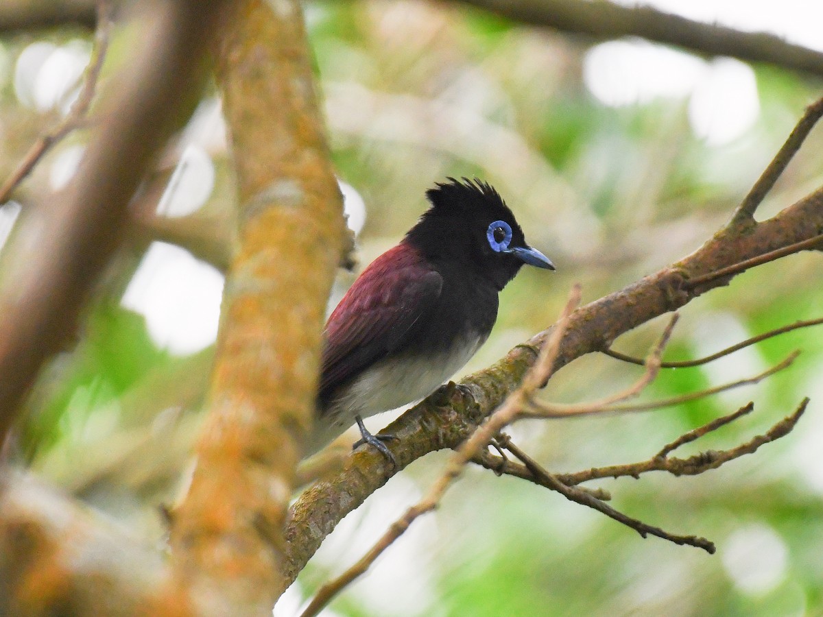 紫綬帶 - ML645812345