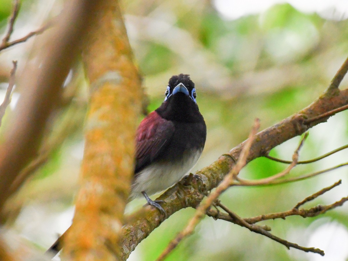 紫綬帶 - ML645812346