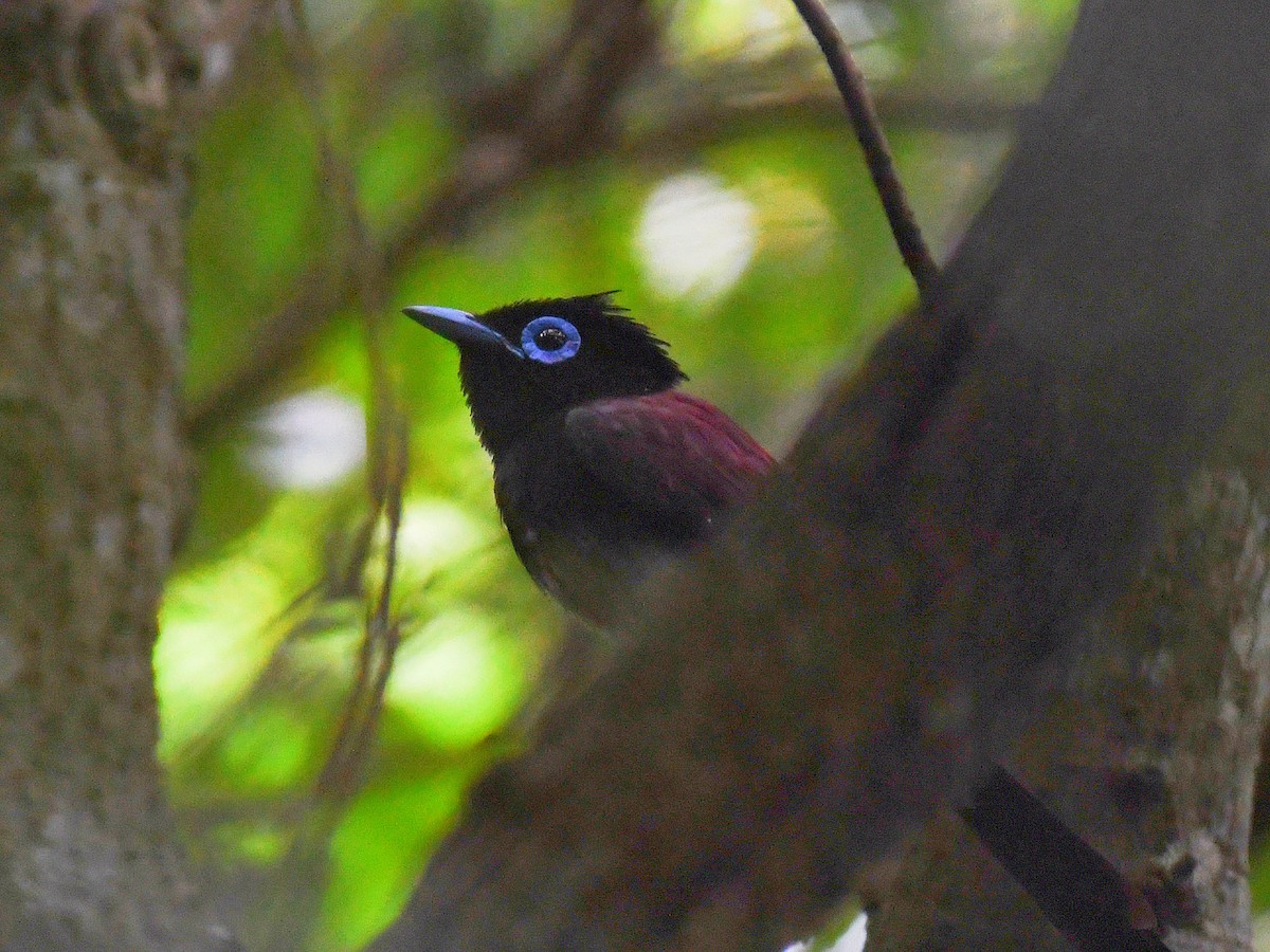 紫綬帶 - ML645812347