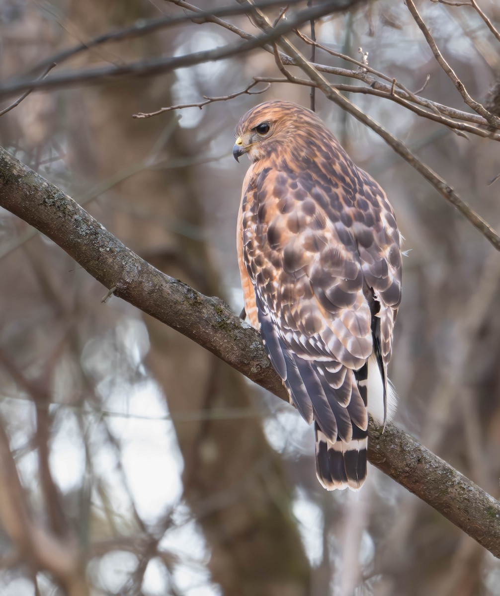 Red-shouldered Hawk - ML645812351