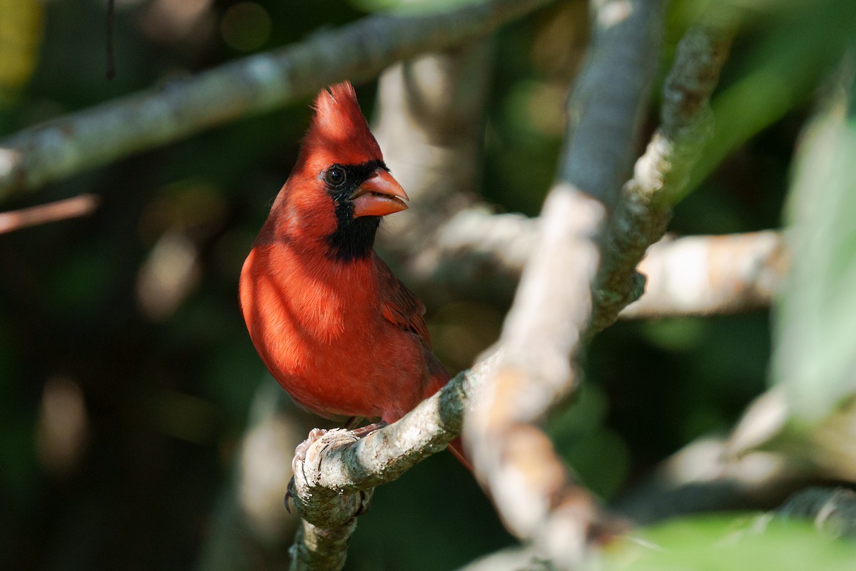 Northern Cardinal - ML645812352
