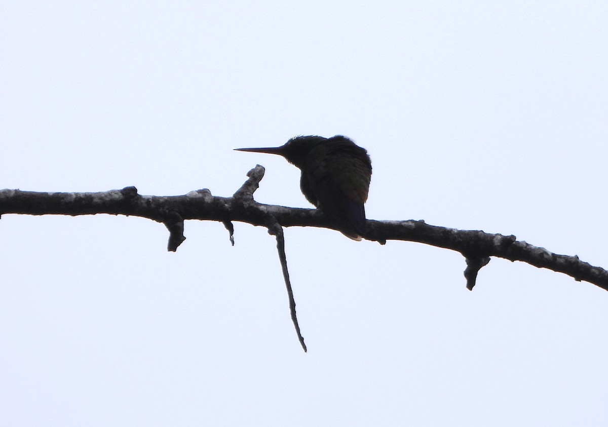 Copper-rumped Hummingbird - ML645812360