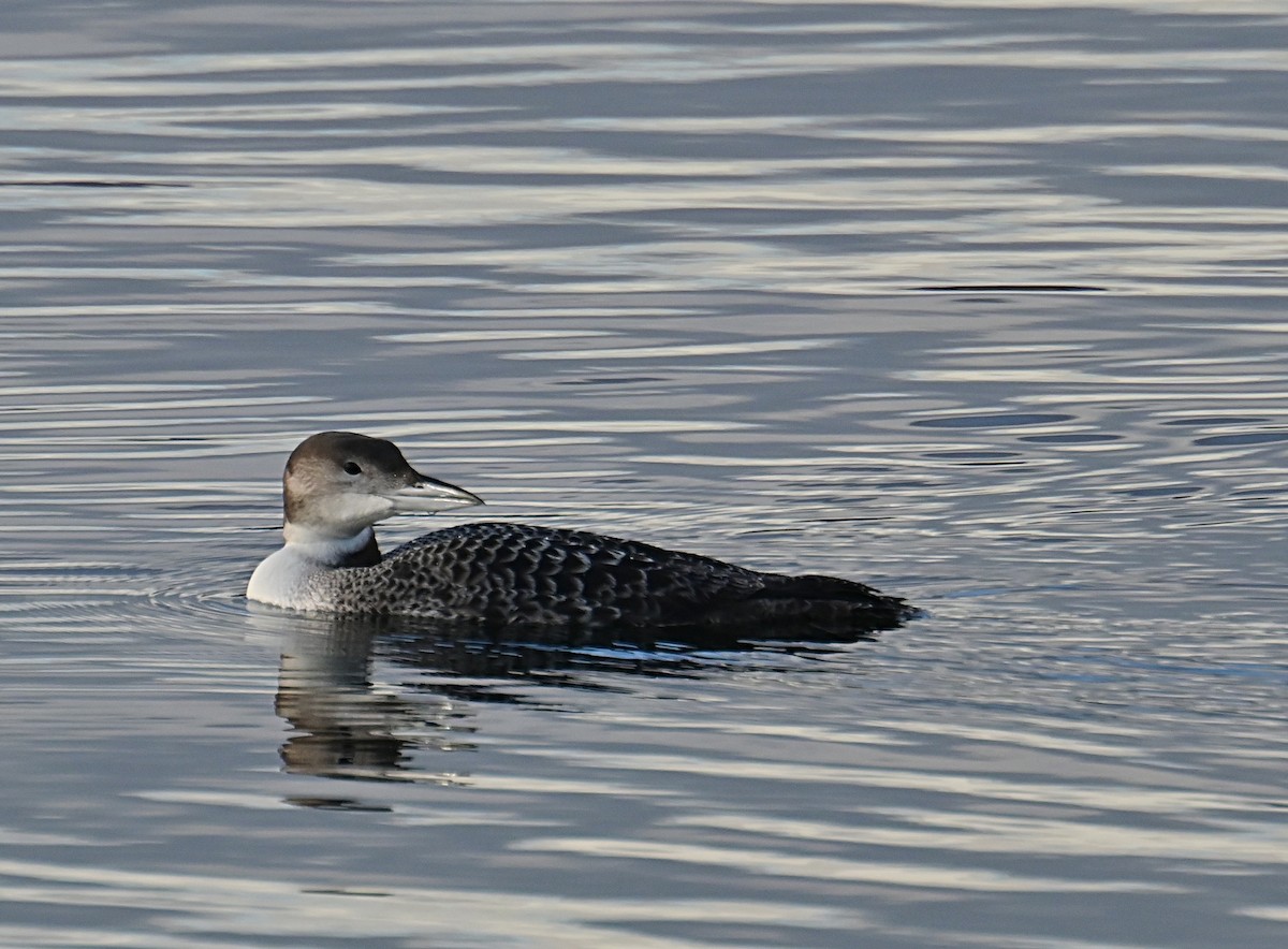 Common Loon - ML645812363