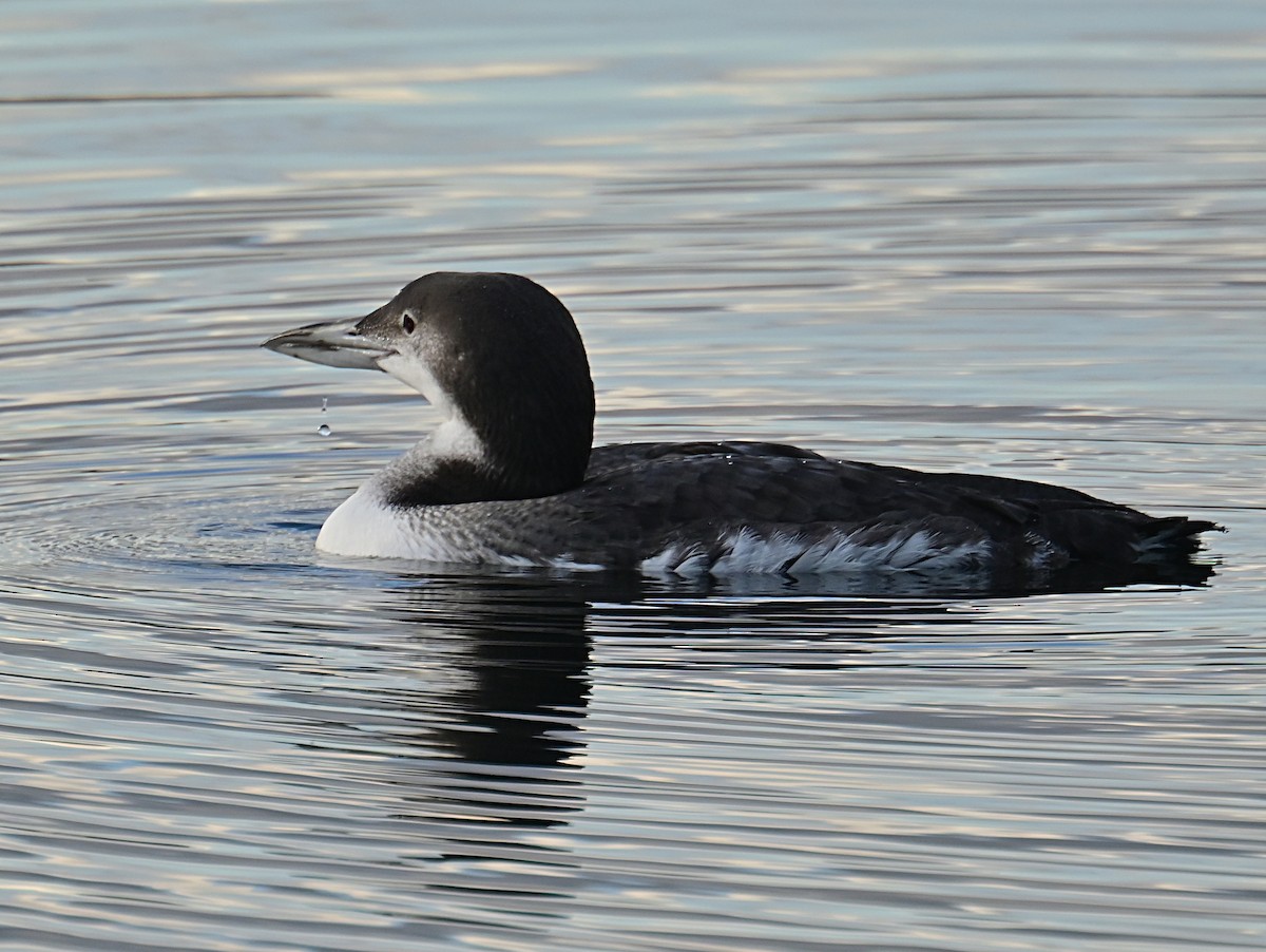 Common Loon - ML645812364