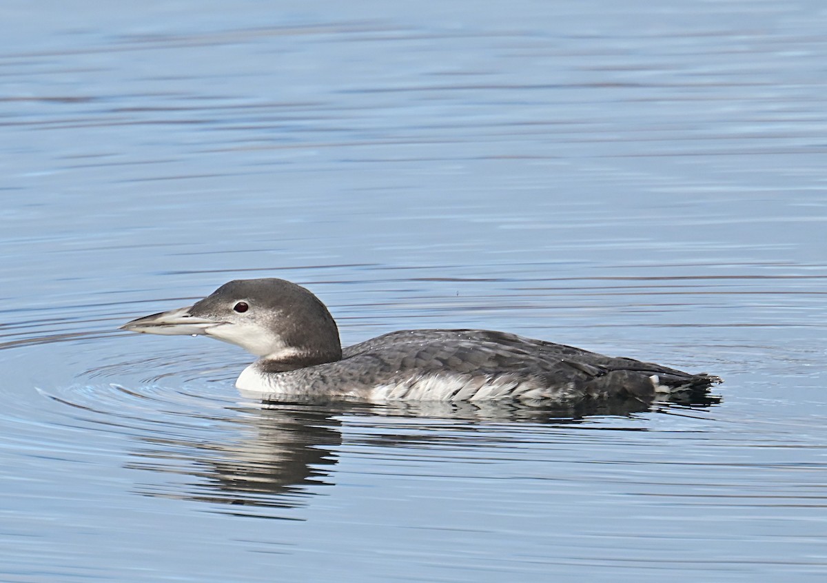Common Loon - ML645812365