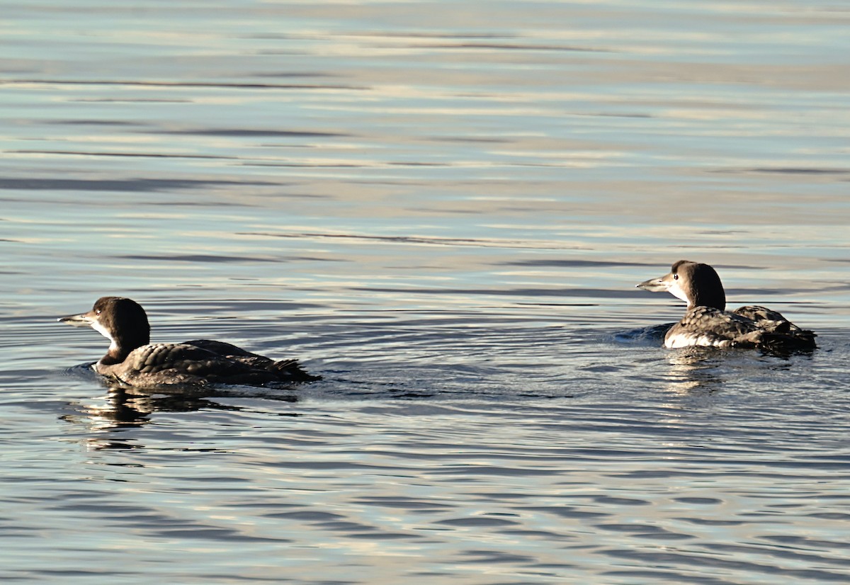 Common Loon - ML645812367