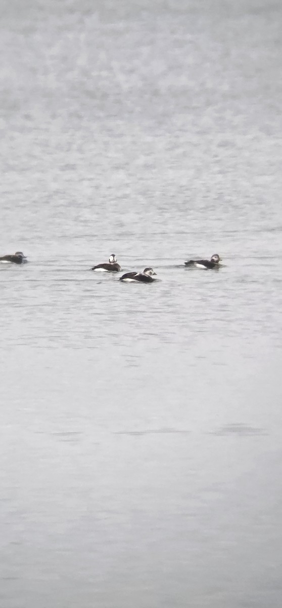 Long-tailed Duck - ML645812368