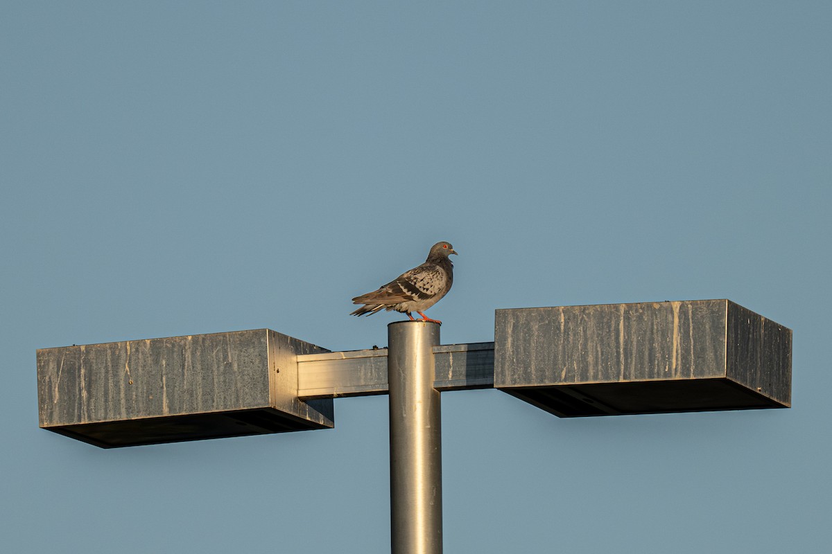 Rock Pigeon (Feral Pigeon) - ML645812369