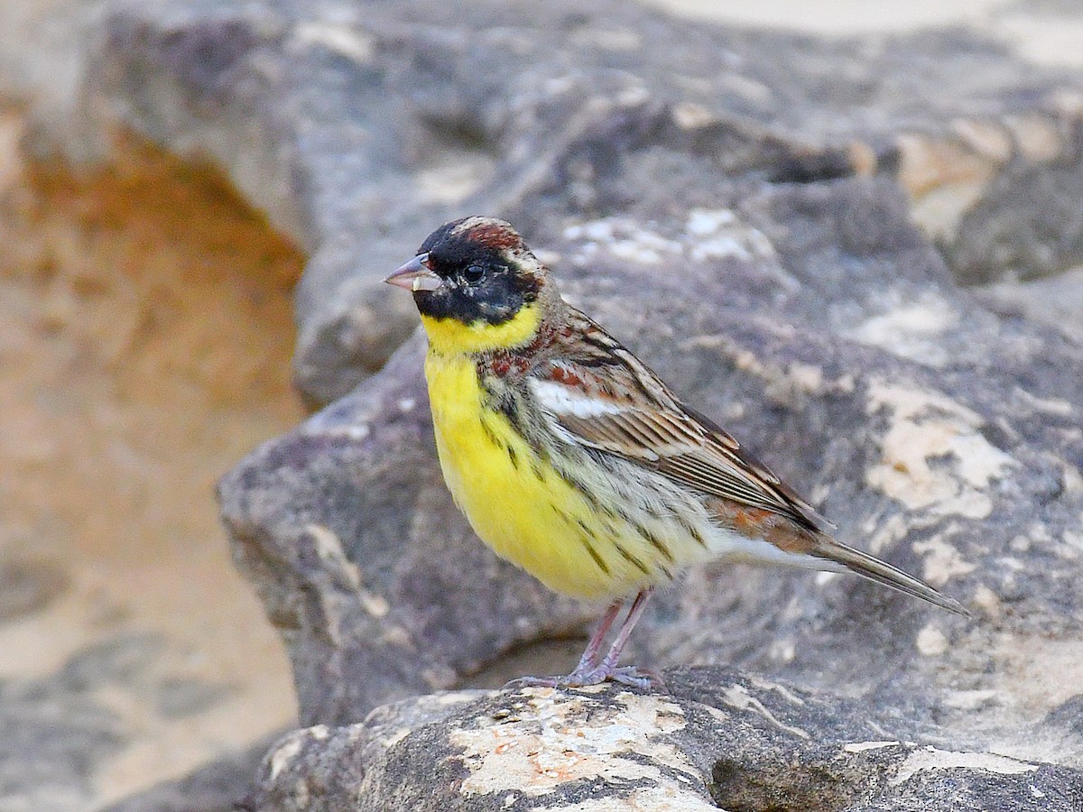 Вівсянка лучна - ML645812370