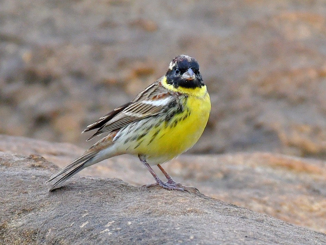 Вівсянка лучна - ML645812371