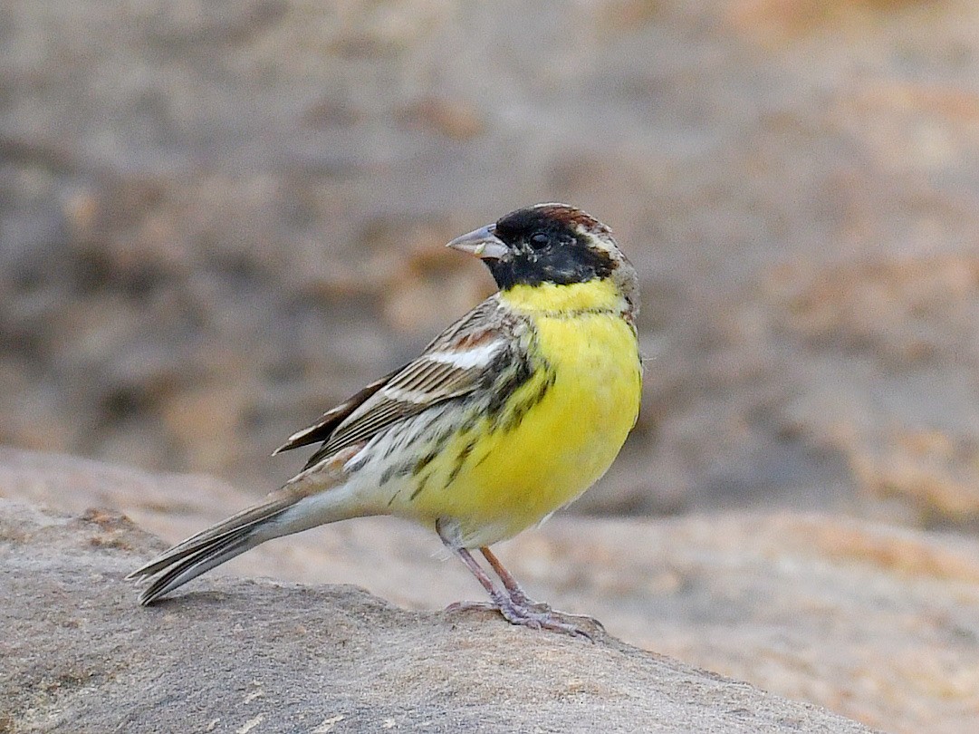 Вівсянка лучна - ML645812372