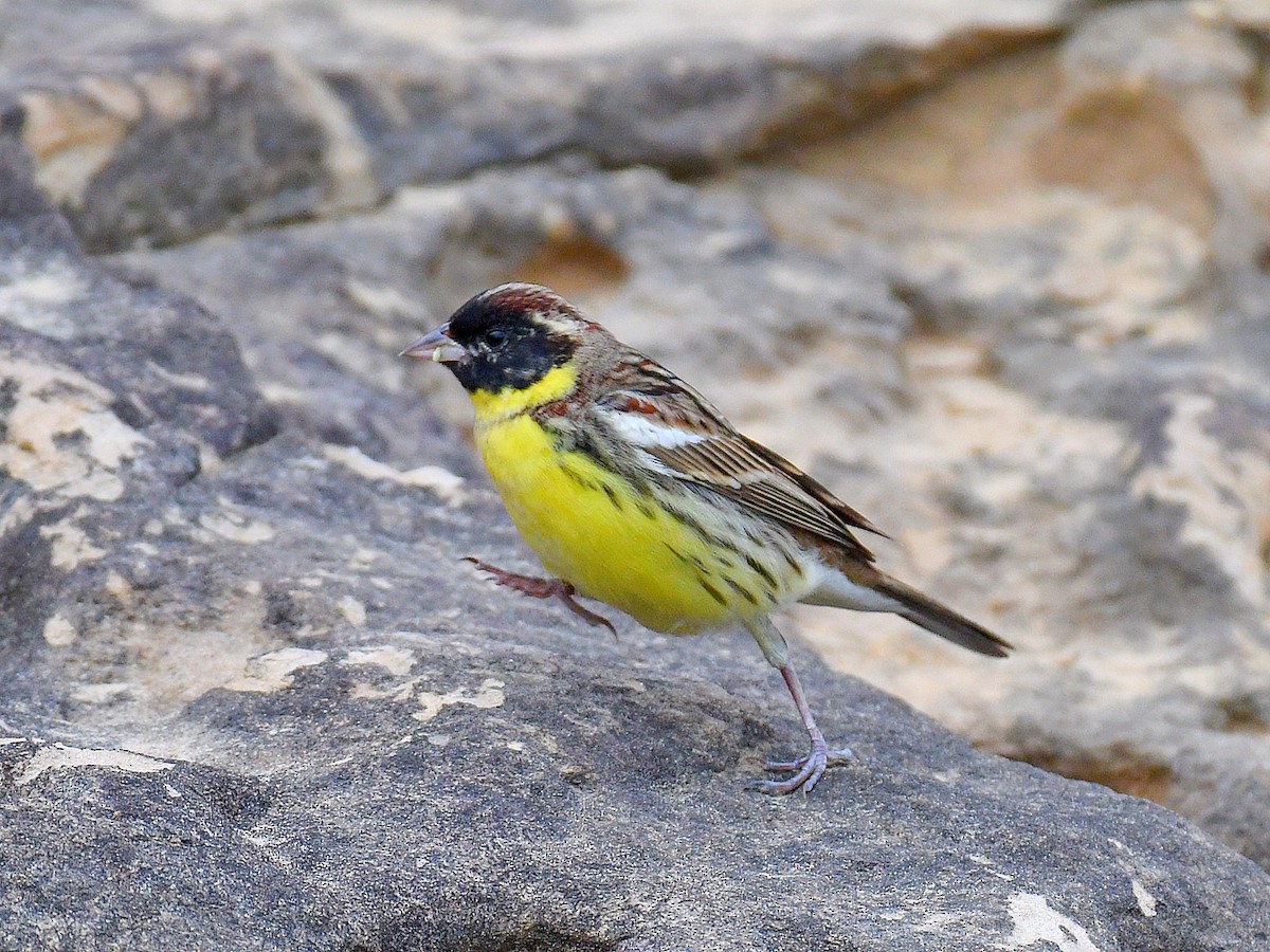 Вівсянка лучна - ML645812373