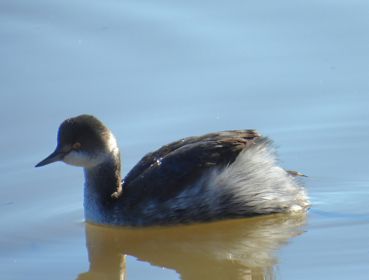 Eared Grebe - ML645812374