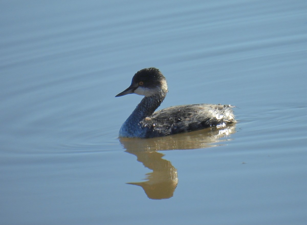 Eared Grebe - ML645812375