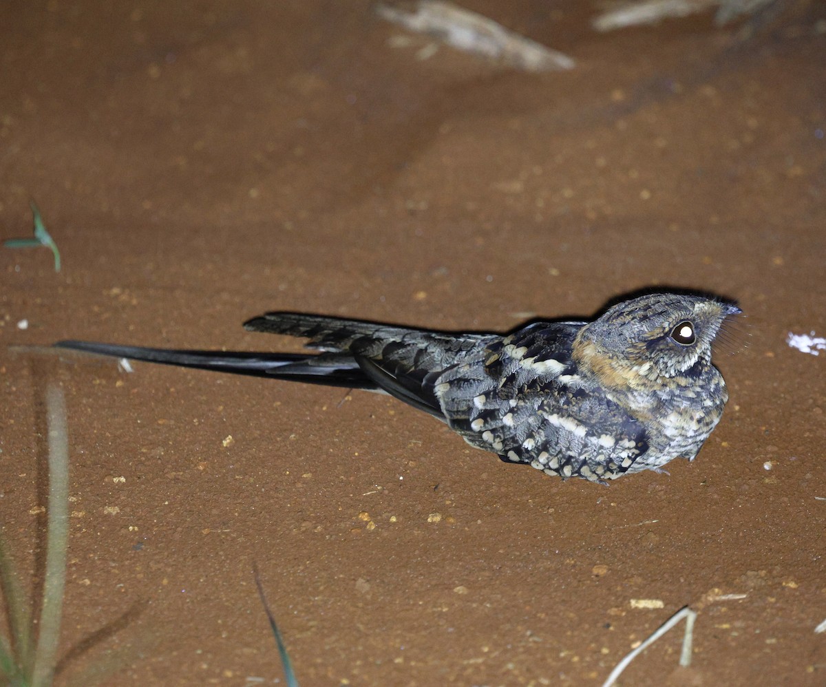 Scissor-tailed Nightjar - ML645812389