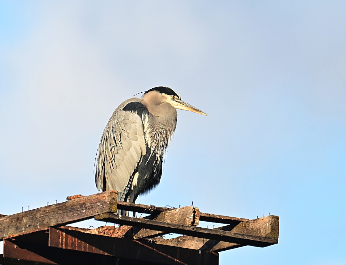 Great Blue Heron - ML645812390